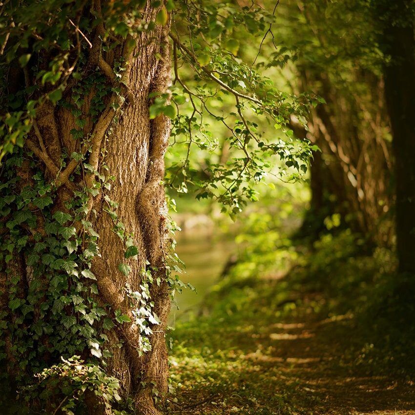 Arbre forêt