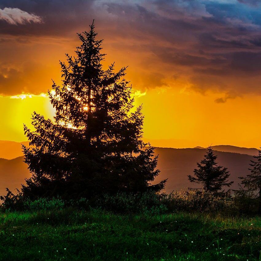 Sapin soleil