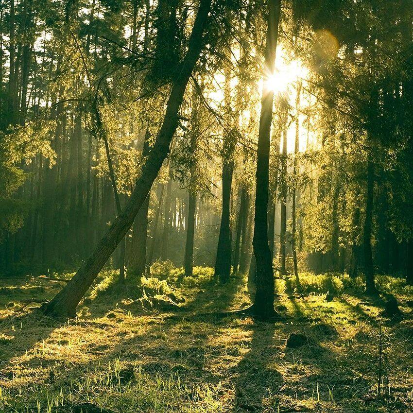 Forêt soleil