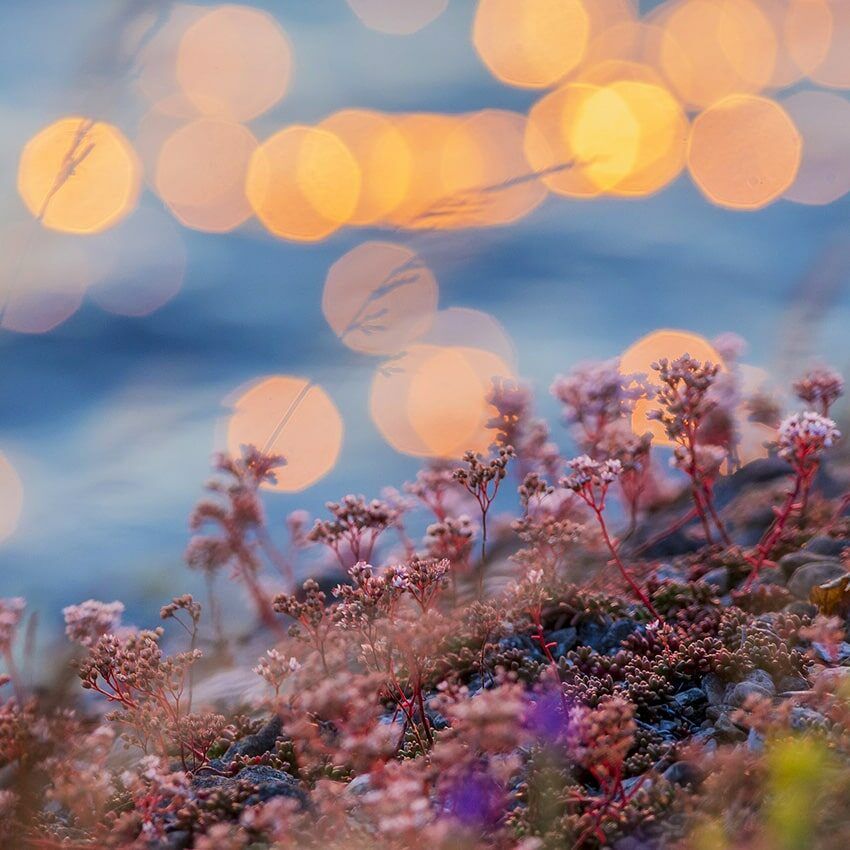 Plantes