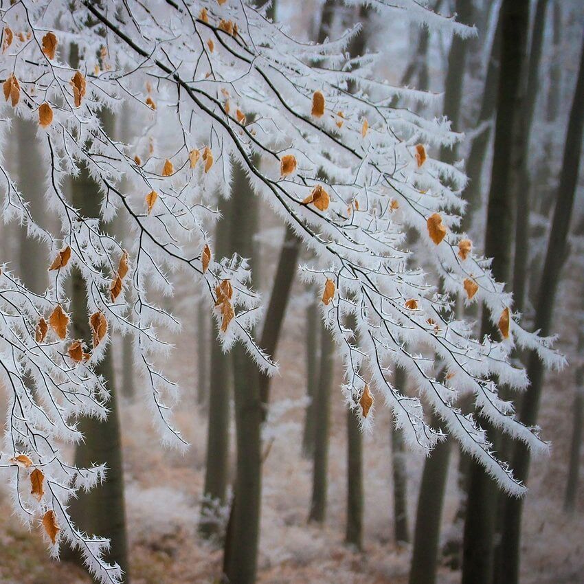 Arbre gelée