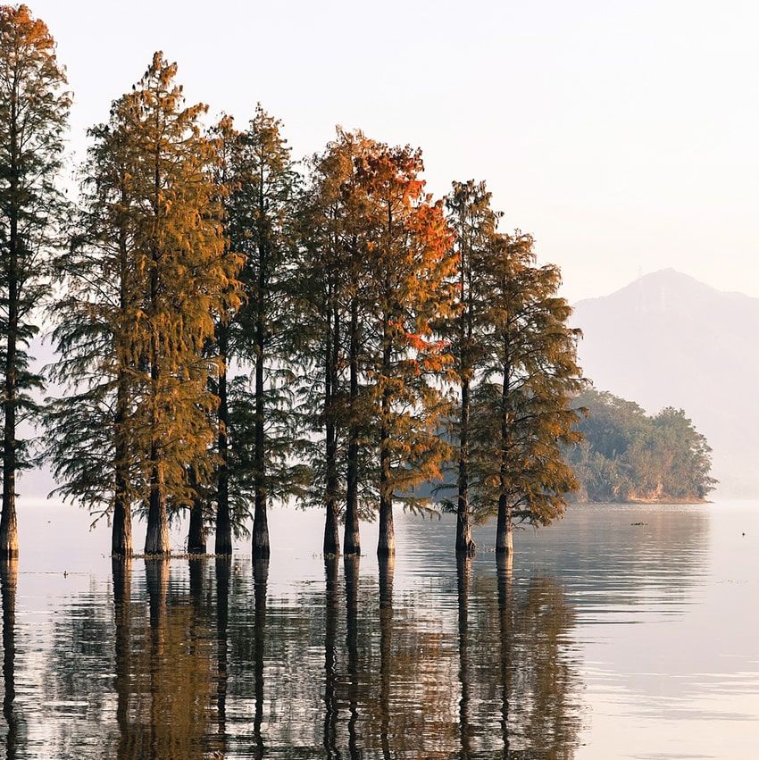 Arbres lac