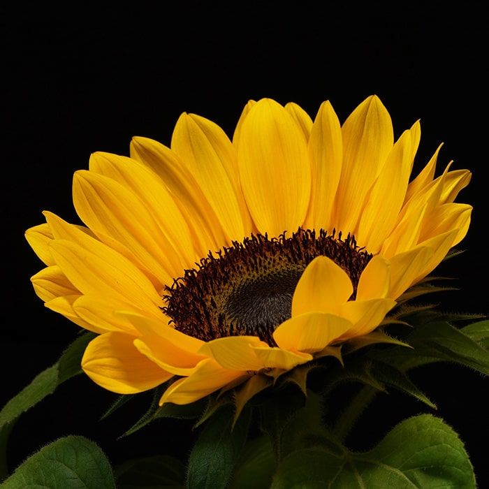 Fleur tournesol
