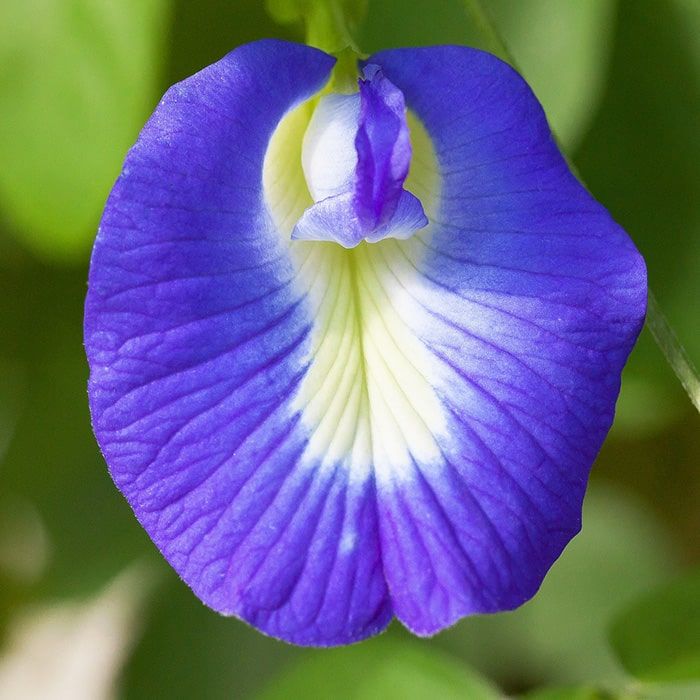 Pois bleu