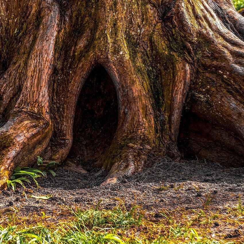 Base tronc arbre