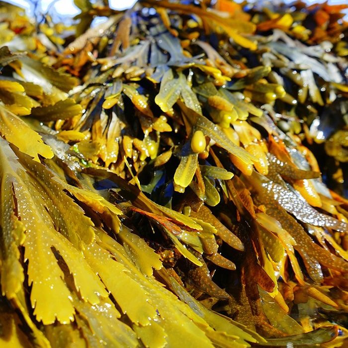 Fucus vésiculeux