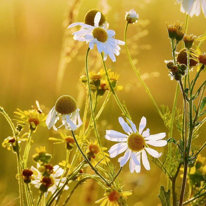 Camomille fleurs