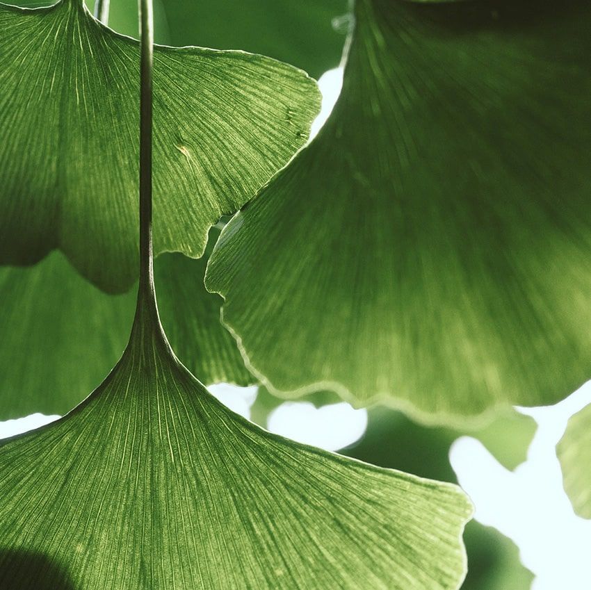 Feuilles ginkgo