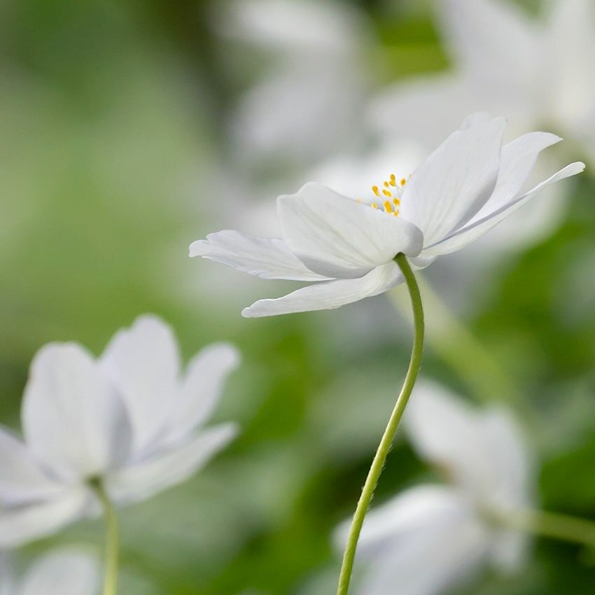 Fleurs blanches