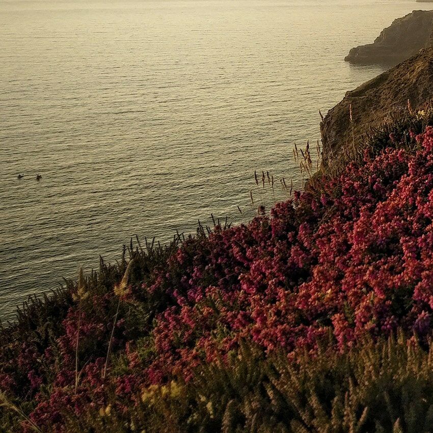 Fleurs eau