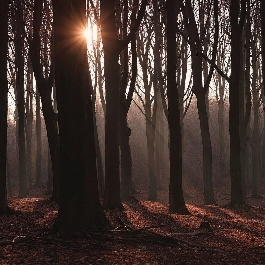 Forêt soleil