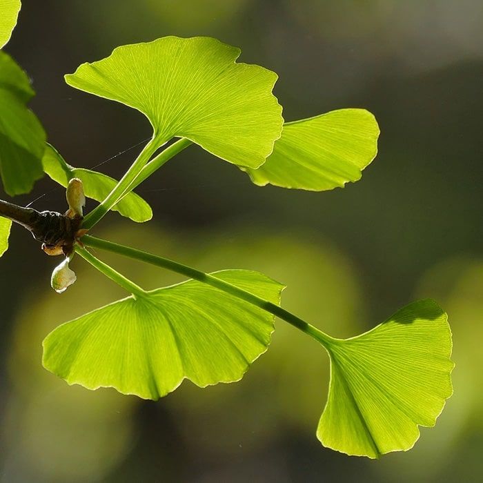 Ginkgo biloba