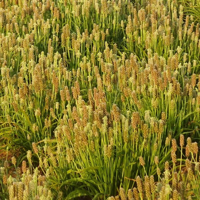 Psyllium