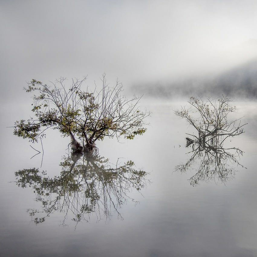 Arbustes lac