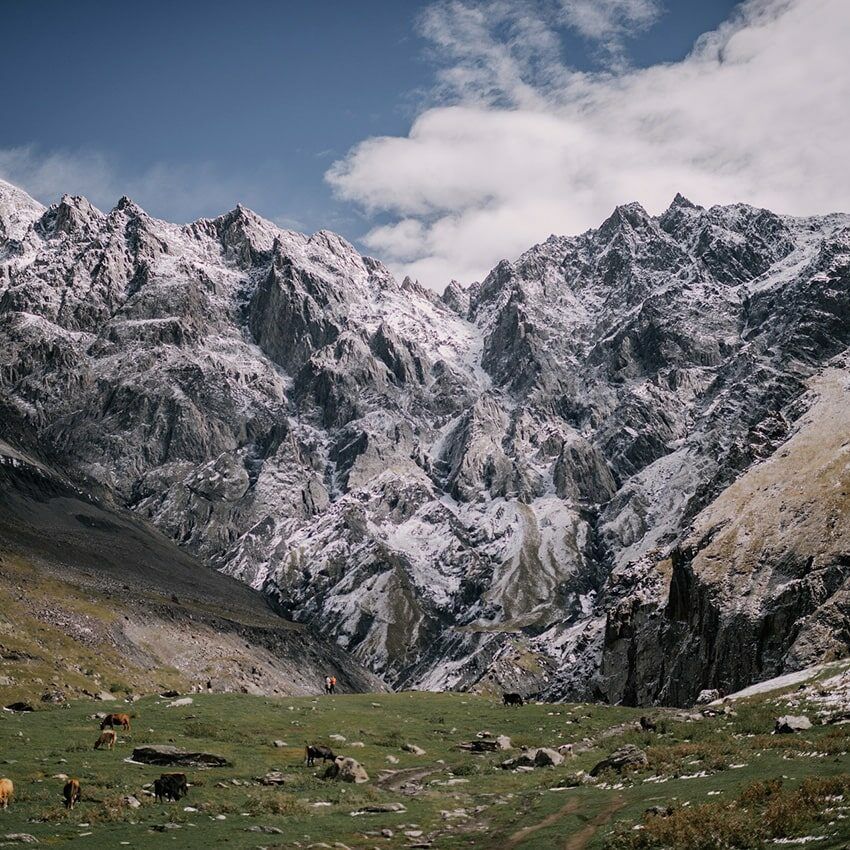 Montagne vallée vaches