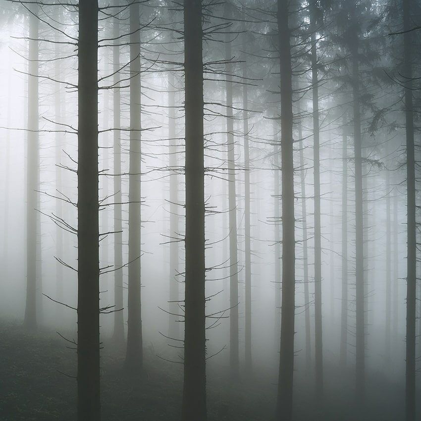 Pins brume