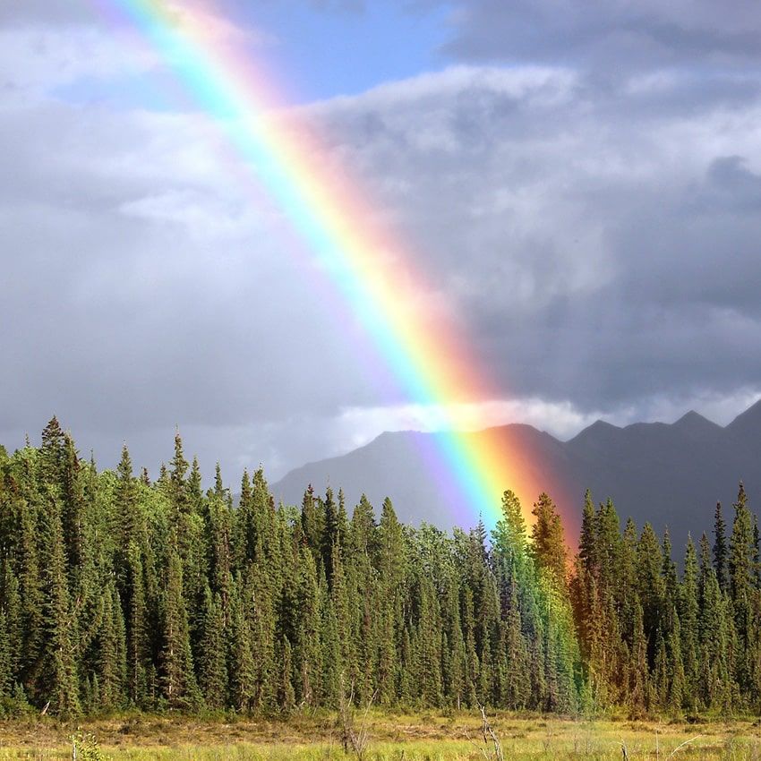 Arc-en-ciel forêt