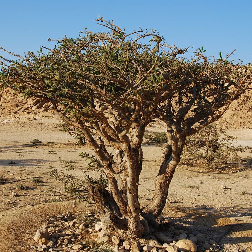 Frankincense