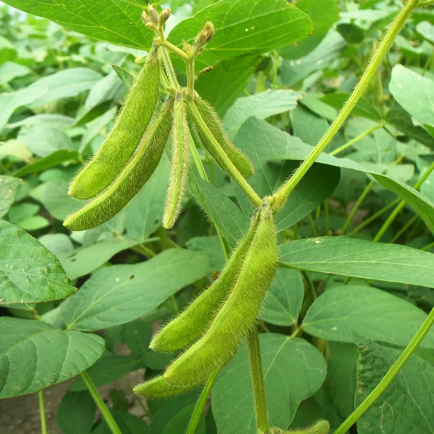 Plante soja