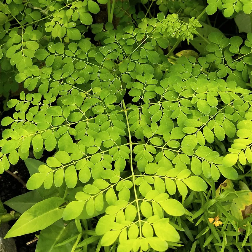 Feuilles de moringa