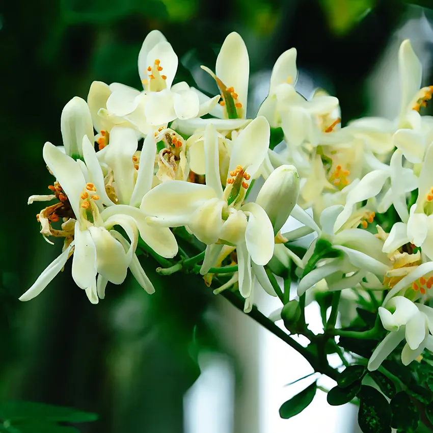 Fleurs moringa